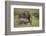 African Elephant Mother and Calf in Grass-DLILLC-Framed Photographic Print