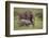 African Elephant Mother and Calf in Grass-DLILLC-Framed Photographic Print