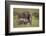 African Elephant Mother and Calf in Grass-DLILLC-Framed Photographic Print