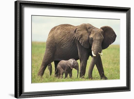 African Elephant Mother and Young in Grass-DLILLC-Framed Photographic Print