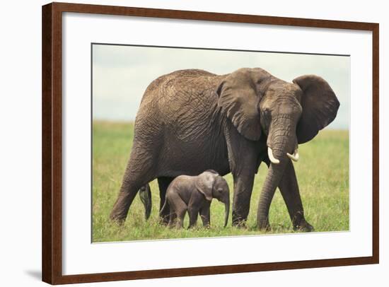 African Elephant Mother and Young in Grass-DLILLC-Framed Photographic Print