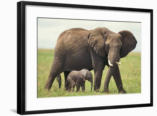 African Elephant Mother and Young in Grass-DLILLC-Framed Photographic Print