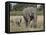 African Elephant Mother and Young, Masai Mara National Reserve-James Hager-Framed Premier Image Canvas