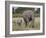 African Elephant Mother and Young, Masai Mara National Reserve-James Hager-Framed Photographic Print