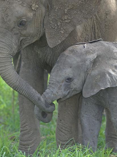 african elephant mother holding