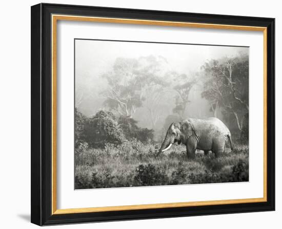 African elephant, Ngorongoro Crater, Tanzania-Frank Krahmer-Framed Art Print