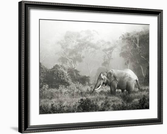 African elephant, Ngorongoro Crater, Tanzania-Frank Krahmer-Framed Art Print