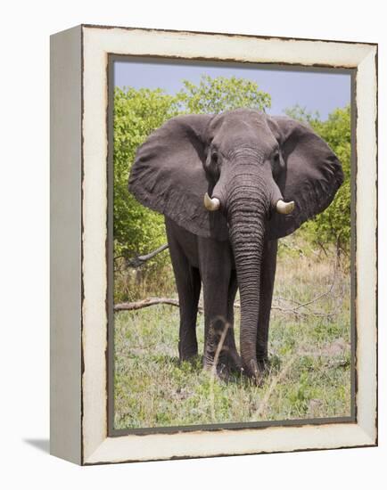 African Elephant, Okavango Delta, Botswana, Africa-Angelo Cavalli-Framed Premier Image Canvas