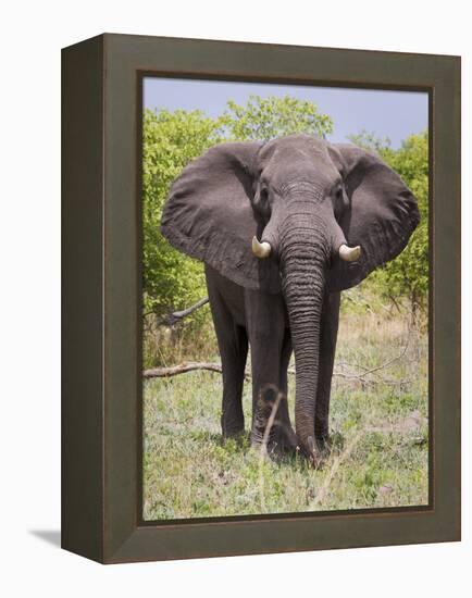 African Elephant, Okavango Delta, Botswana, Africa-Angelo Cavalli-Framed Premier Image Canvas