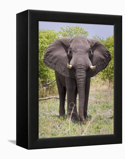 African Elephant, Okavango Delta, Botswana, Africa-Angelo Cavalli-Framed Premier Image Canvas