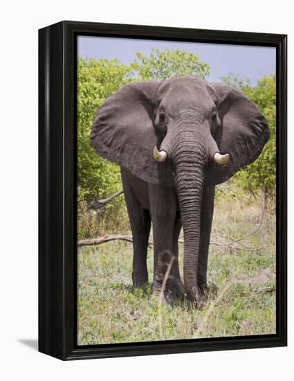 African Elephant, Okavango Delta, Botswana, Africa-Angelo Cavalli-Framed Premier Image Canvas