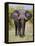 African Elephant, Okavango Delta, Botswana, Africa-Angelo Cavalli-Framed Premier Image Canvas