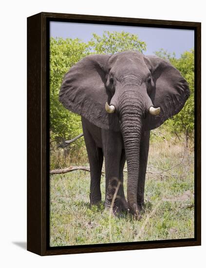 African Elephant, Okavango Delta, Botswana, Africa-Angelo Cavalli-Framed Premier Image Canvas