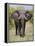 African Elephant, Okavango Delta, Botswana, Africa-Angelo Cavalli-Framed Premier Image Canvas