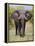 African Elephant, Okavango Delta, Botswana, Africa-Angelo Cavalli-Framed Premier Image Canvas