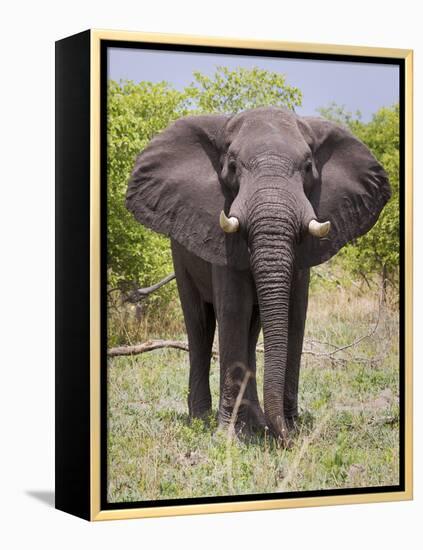 African Elephant, Okavango Delta, Botswana, Africa-Angelo Cavalli-Framed Premier Image Canvas