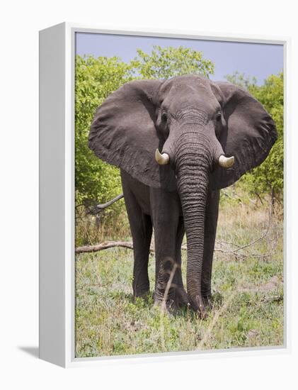 African Elephant, Okavango Delta, Botswana, Africa-Angelo Cavalli-Framed Premier Image Canvas