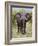 African Elephant, Okavango Delta, Botswana, Africa-Angelo Cavalli-Framed Photographic Print