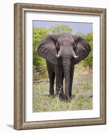 African Elephant, Okavango Delta, Botswana, Africa-Angelo Cavalli-Framed Photographic Print