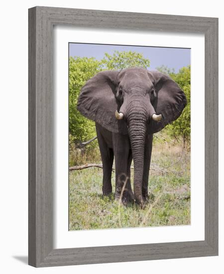 African Elephant, Okavango Delta, Botswana, Africa-Angelo Cavalli-Framed Photographic Print