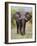 African Elephant, Okavango Delta, Botswana, Africa-Angelo Cavalli-Framed Photographic Print