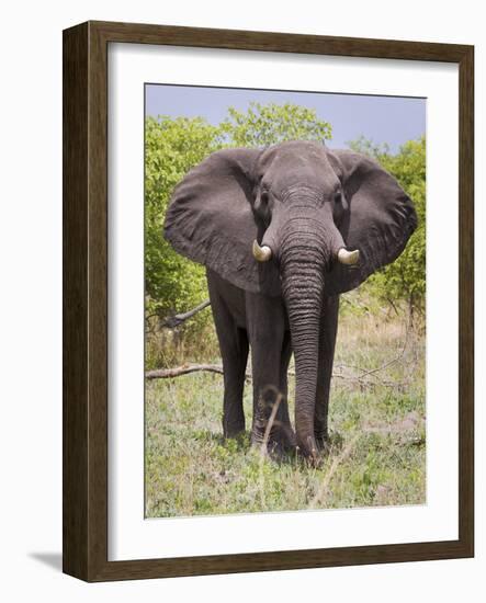 African Elephant, Okavango Delta, Botswana, Africa-Angelo Cavalli-Framed Photographic Print