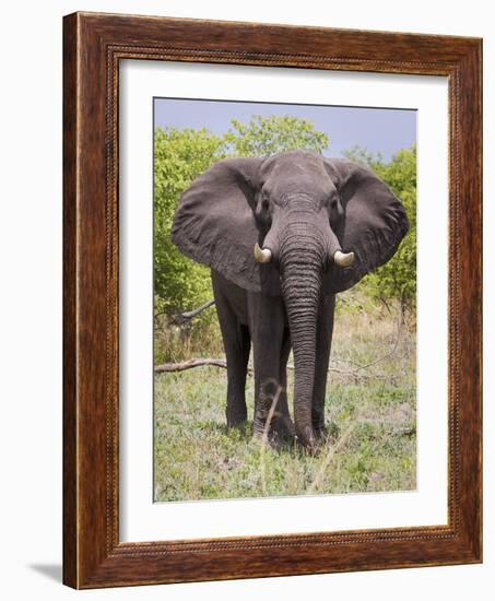 African Elephant, Okavango Delta, Botswana, Africa-Angelo Cavalli-Framed Photographic Print