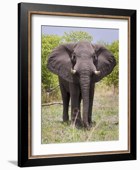 African Elephant, Okavango Delta, Botswana, Africa-Angelo Cavalli-Framed Photographic Print