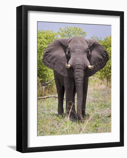 African Elephant, Okavango Delta, Botswana, Africa-Angelo Cavalli-Framed Photographic Print