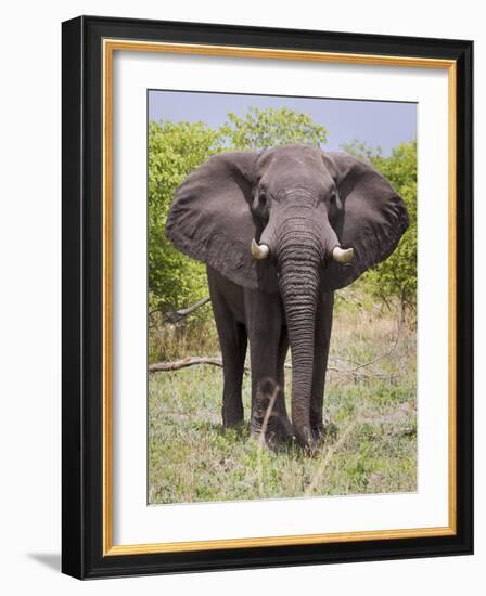 African Elephant, Okavango Delta, Botswana, Africa-Angelo Cavalli-Framed Photographic Print