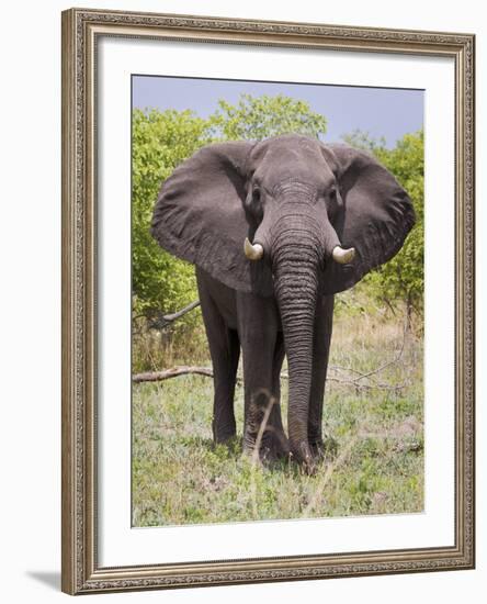 African Elephant, Okavango Delta, Botswana, Africa-Angelo Cavalli-Framed Photographic Print