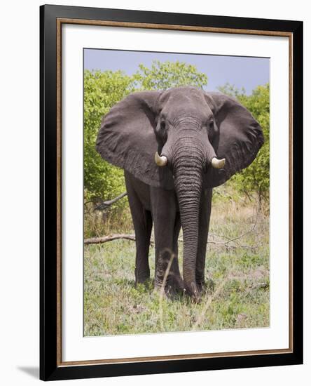 African Elephant, Okavango Delta, Botswana, Africa-Angelo Cavalli-Framed Photographic Print