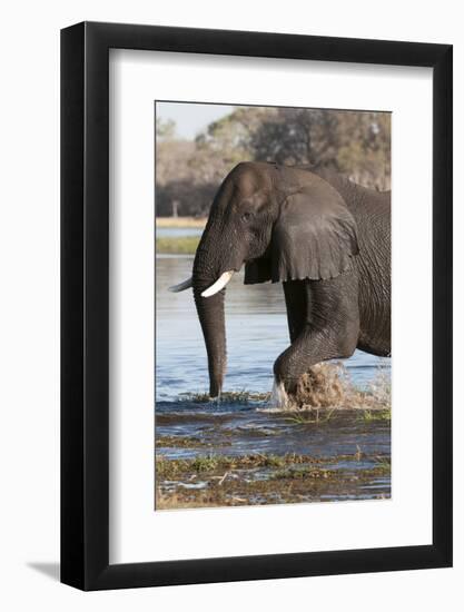 African Elephant, Okavango Delta, Botswana-Sergio Pitamitz-Framed Photographic Print