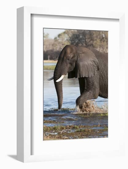 African Elephant, Okavango Delta, Botswana-Sergio Pitamitz-Framed Photographic Print