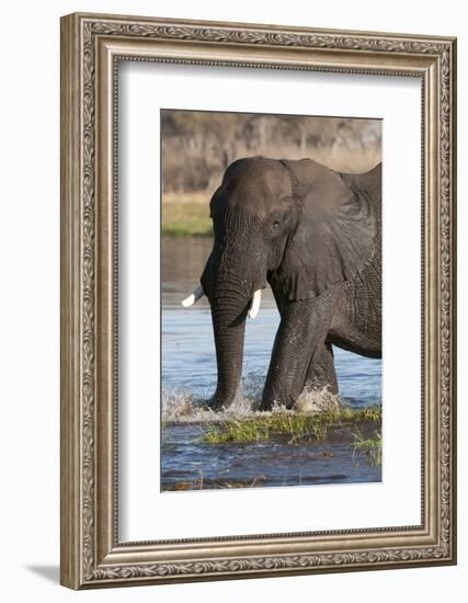 African Elephant, Okavango Delta, Botswana-Sergio Pitamitz-Framed Photographic Print