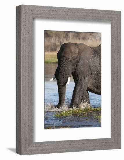 African Elephant, Okavango Delta, Botswana-Sergio Pitamitz-Framed Photographic Print
