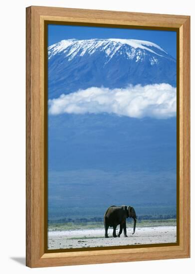 African Elephant Old Bull, with Mt, Kilimanjaro-null-Framed Premier Image Canvas