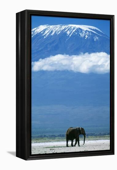 African Elephant Old Bull, with Mt, Kilimanjaro-null-Framed Premier Image Canvas