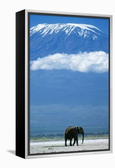 African Elephant Old Bull, with Mt, Kilimanjaro-null-Framed Premier Image Canvas