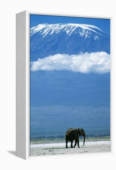 African Elephant Old Bull, with Mt, Kilimanjaro-null-Framed Premier Image Canvas