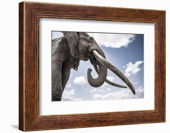 African elephant, one of only a few 'super tuskers', Kenya-Wim van den Heever-Framed Photographic Print