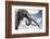 African elephant, one of only a few 'super tuskers', Kenya-Wim van den Heever-Framed Photographic Print