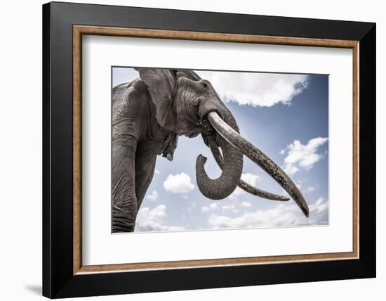 African elephant, one of only a few 'super tuskers', Kenya-Wim van den Heever-Framed Photographic Print