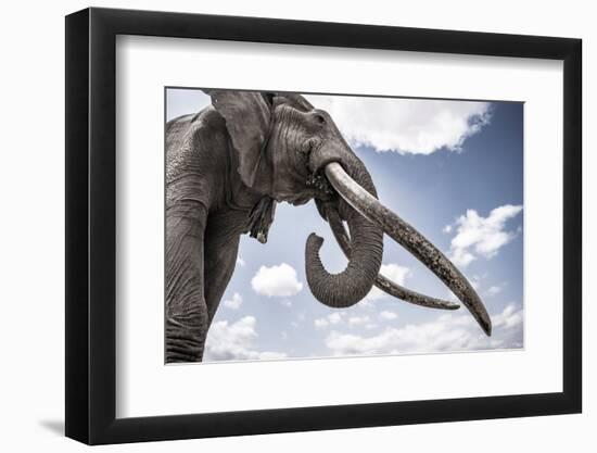 African elephant, one of only a few 'super tuskers', Kenya-Wim van den Heever-Framed Photographic Print