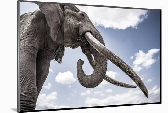 African elephant, one of only a few 'super tuskers', Kenya-Wim van den Heever-Mounted Photographic Print