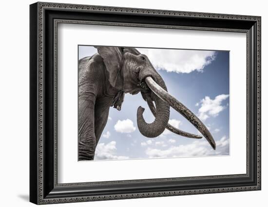 African elephant, one of only a few 'super tuskers', Kenya-Wim van den Heever-Framed Photographic Print