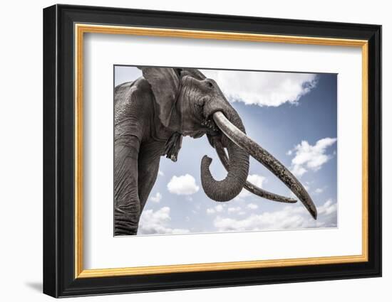 African elephant, one of only a few 'super tuskers', Kenya-Wim van den Heever-Framed Photographic Print