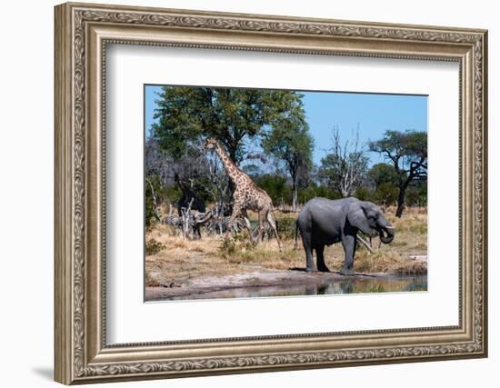 African elephant, plains zebras, and a southern giraffe, at a waterhole. Okavango Delta, Botswana.-Sergio Pitamitz-Framed Photographic Print