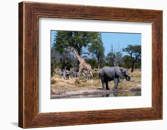 African elephant, plains zebras, and a southern giraffe, at a waterhole. Okavango Delta, Botswana.-Sergio Pitamitz-Framed Photographic Print