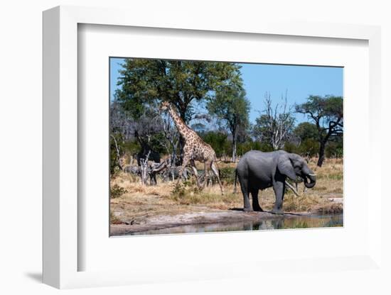 African elephant, plains zebras, and a southern giraffe, at a waterhole. Okavango Delta, Botswana.-Sergio Pitamitz-Framed Photographic Print